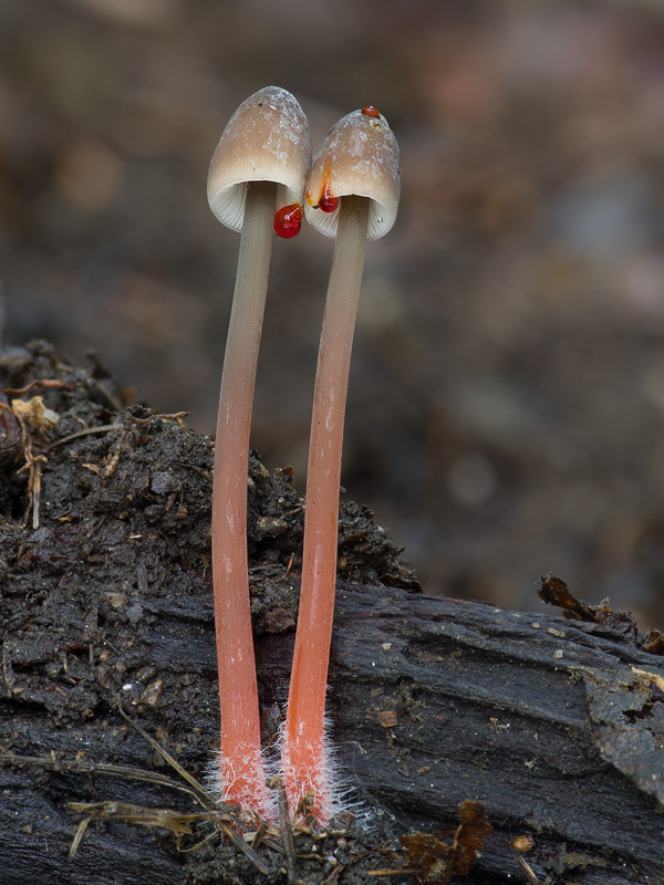 Mycena crocata